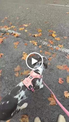 Customer video review of Air Harness | Anti-Pull & With Handle - Pink