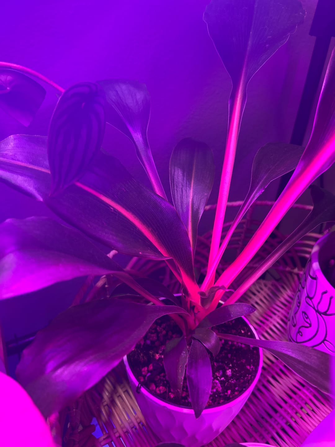 Customer photo review of Chlorophytum 'Fire Flash' 'Mandarin Orange'