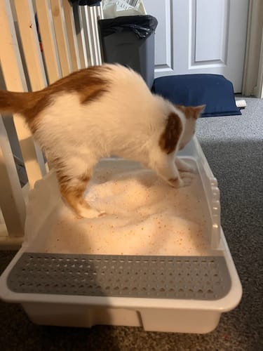 Customer photo review of 1 Month Supply – 1 Cat