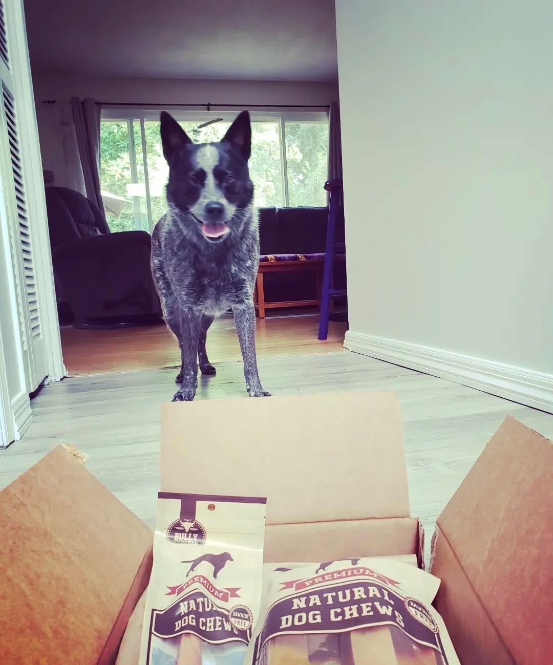 Customer photo review of Freeze Dried Salmon 100g / 3.5oz