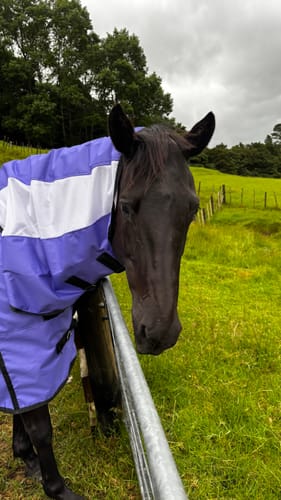 Customer photo review of PRE-ORDER: DUE FEB 2026 NZ Tack WaterProof Mesh CrossOver Combo Purple