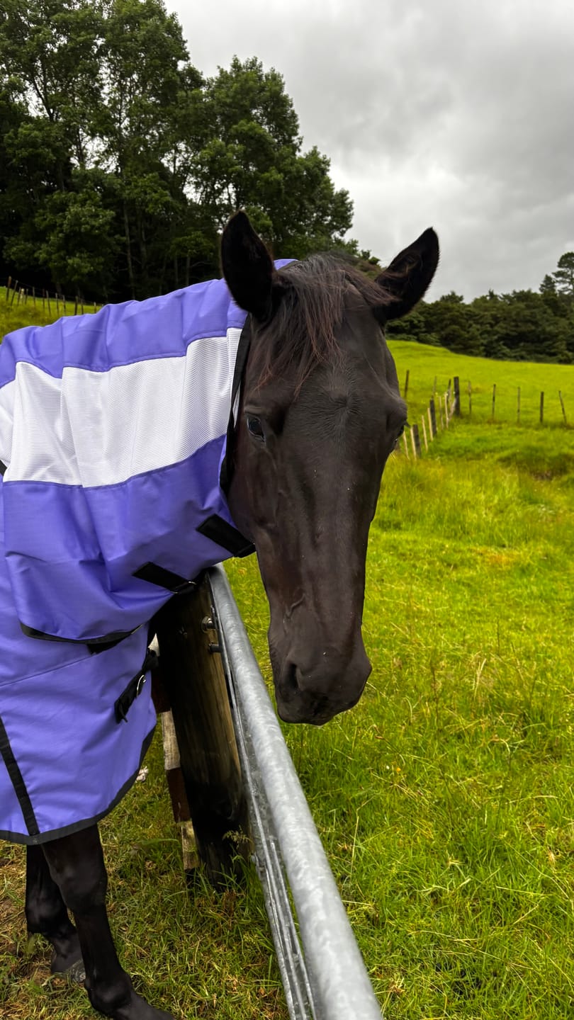 Customer photo review of PRE-ORDER: DUE FEB 2026 NZ Tack WaterProof Mesh CrossOver Combo Purple