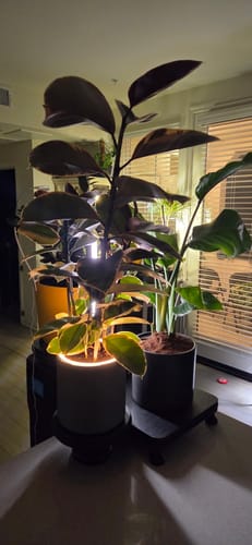 Customer photo review of Aura | Small Round LED Planter