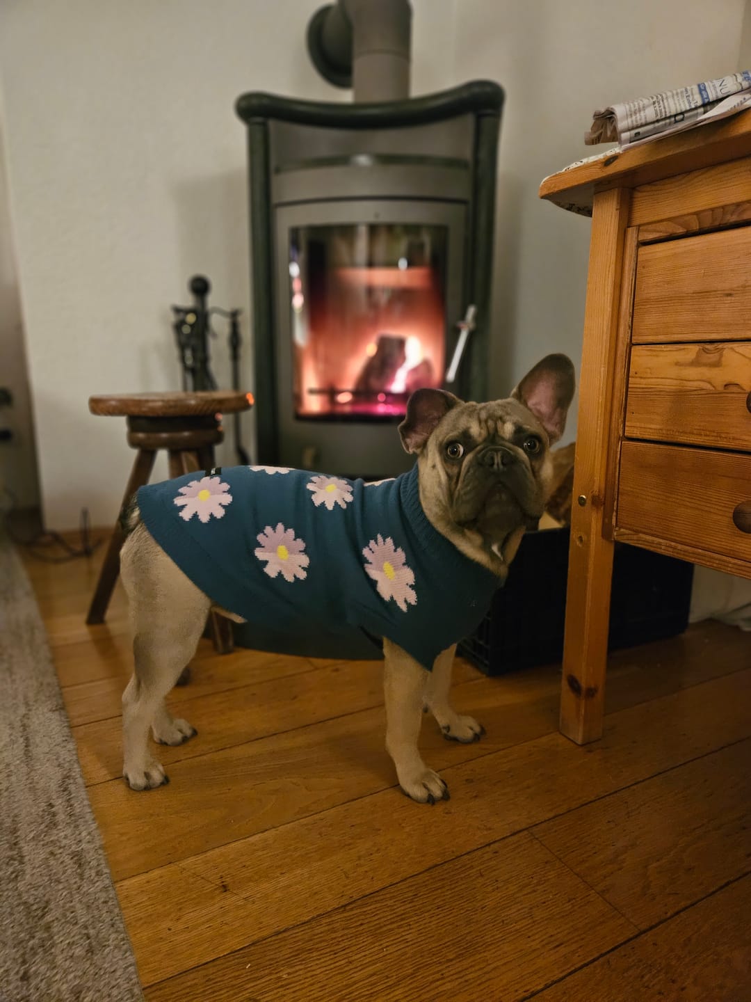 Customer photo review of Flower Knit Dog Sweater