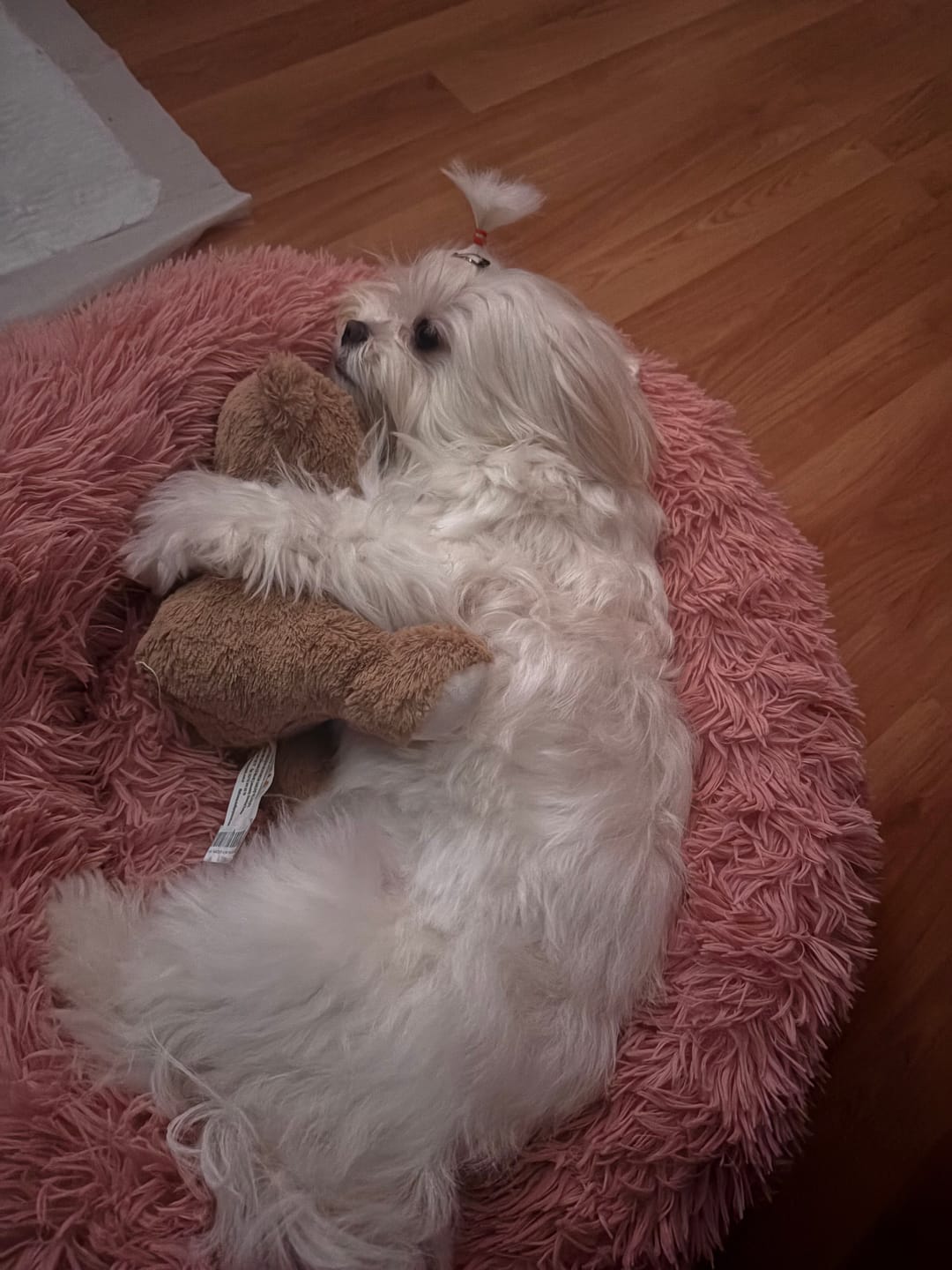 Customer photo review of Mellowpurr Huzurlu Paws Yatağı | Süper Yumuşak