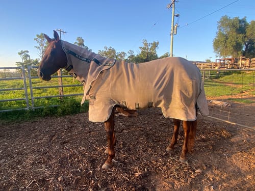 Customer photo review of Rambo Flybuster Vamoose NFZ