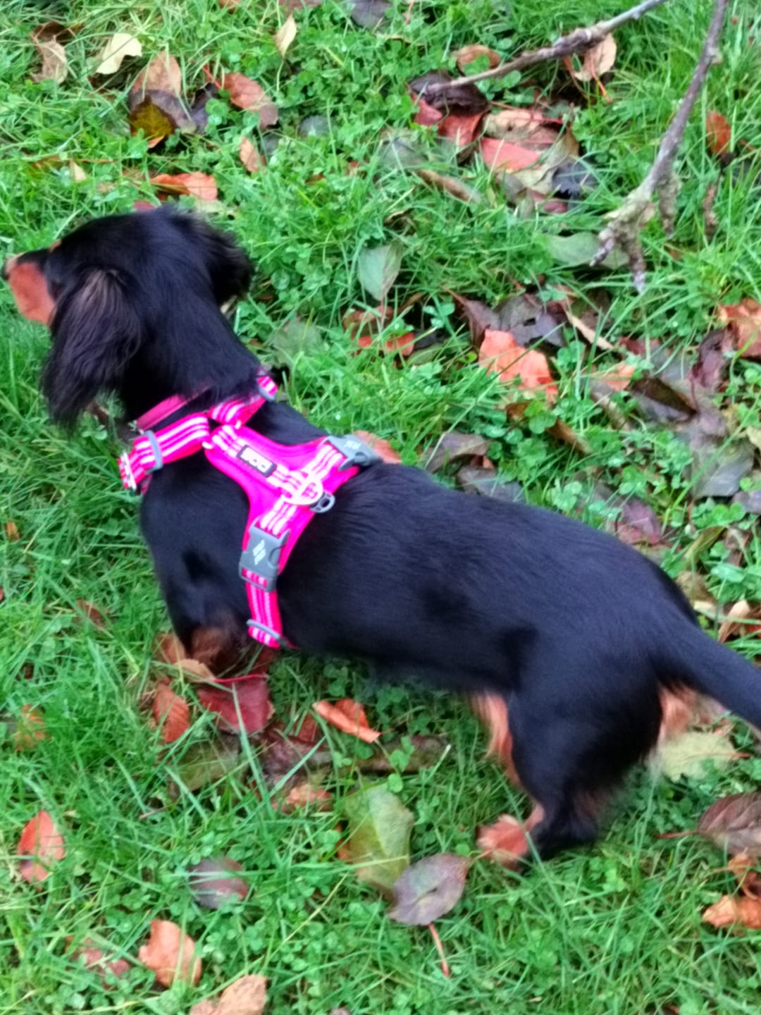 Customer photo review of Dog Copenhagen Comfort Walk Air™ hundesele Wild Rose
