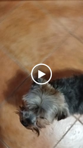 Customer video review of Crocchette per cani di piccola taglia - Salmone con Trota, Patate Dolci e Asparagi - Grain Free (senza cereali)