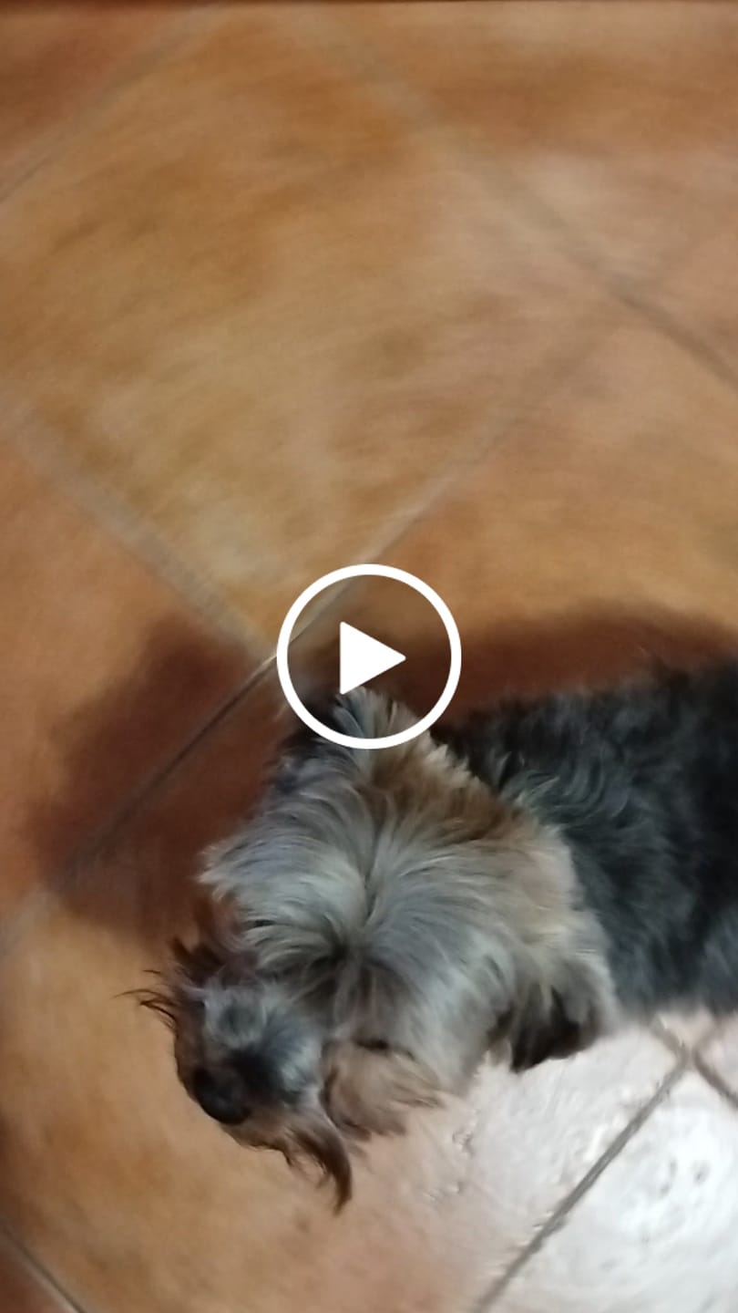 Customer video review of Crocchette per cani di piccola taglia - Salmone con Trota, Patate Dolci e Asparagi - Grain Free (senza cereali)