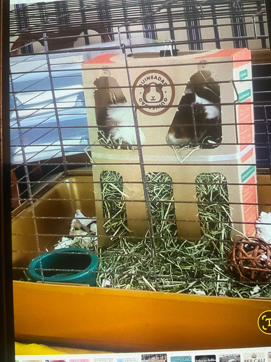 Customer photo review of GuineaDad Orchard Hay Box for Guinea Pigs