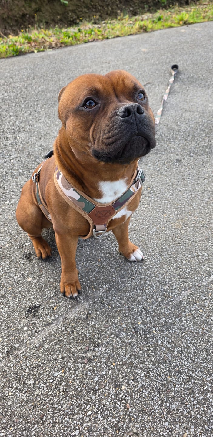 Customer photo review of Staffordshire Bull Terrier 1935® Harness & Leash Set - Sand Camo