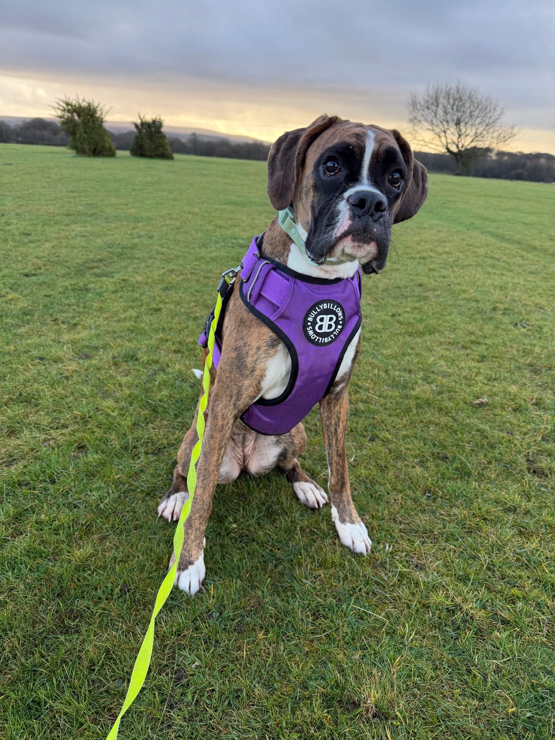 Customer photo review of Comfort Premium Harness | Non Restrictive - Purple
