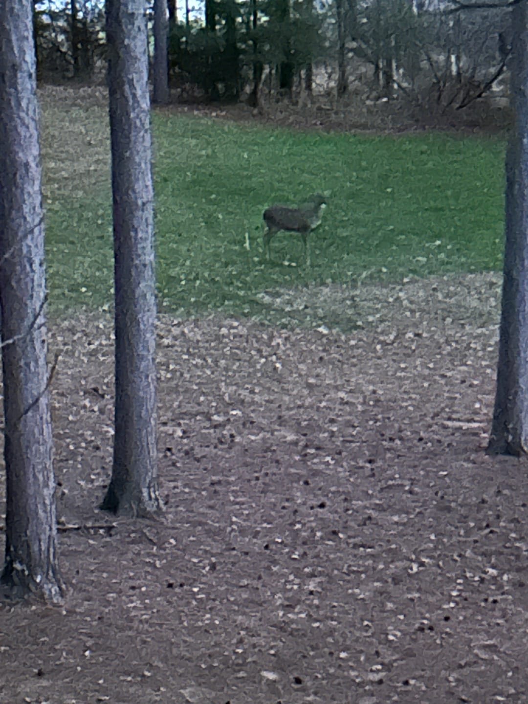 Customer photo review of Camo Deer Hunting Rangefinder 700/1000Y Laser Range Finder