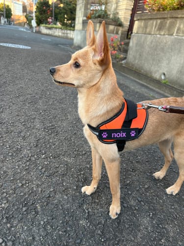 Customer photo review of FunFunPet 高機能ハーネス（お名前タグ作成サービス付き）