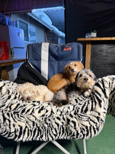 Customer's image of three small fluffy dogs resting together on a chair with a patterned blanket.