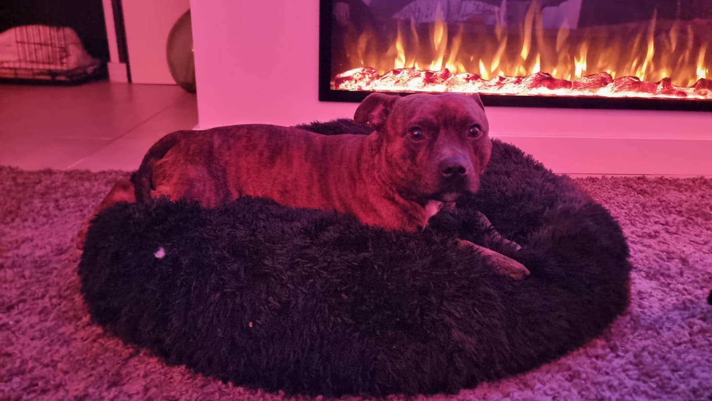 Customer photo review of Pet Perfect Fluffy Donut Hondenmand - Rond - Wasbaar