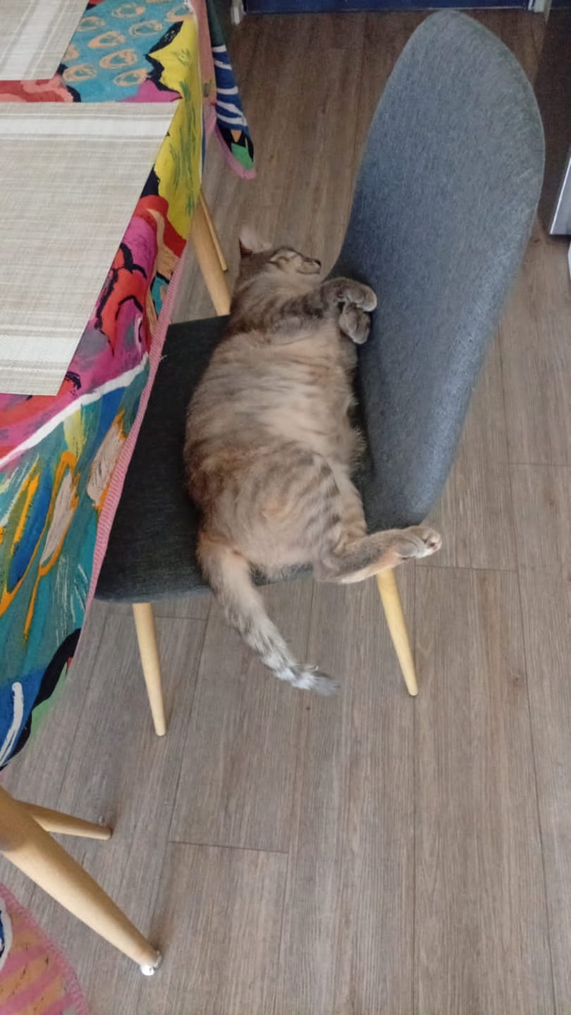 Customer photo review of Purina Cat Chow Delimix 8kg