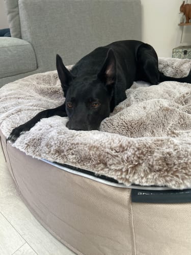 Tracey J. review of Your Dream Dog Bed image 1 out of 3