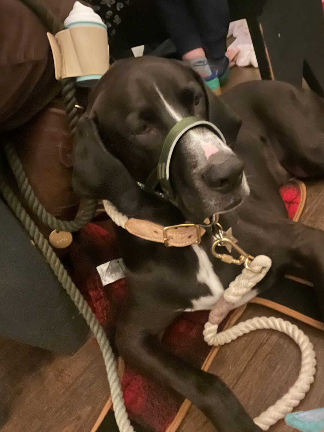 Customer photo review of Olive Ombre Cotton Rope Dog Leash, Adjustable - Found My Animal