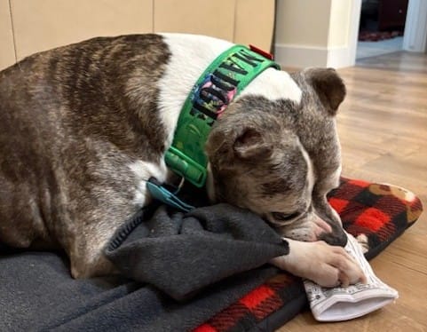 Customer photo review of 2" Tacti Luxe Dog Collar - Bloom (Limited Edition)