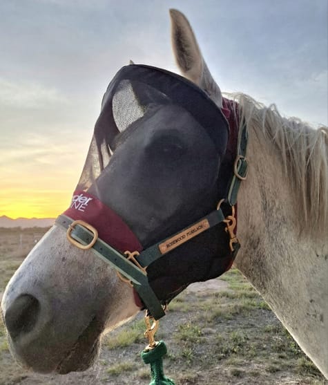 Customer photo review of LE Outback Flymask Original