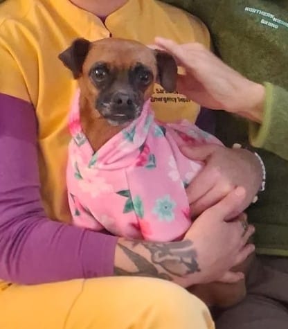 Customer photo review of Blossom Dog Hoodie - Pink