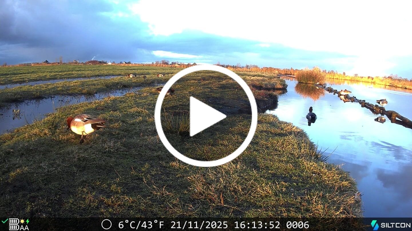 Customer video review of Siltcon® Wildcamera met Zonnepaneel 8K