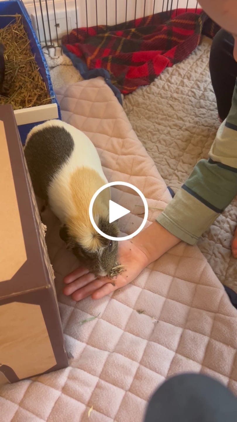 Customer video review of GuineaDad Yummy Treat Sampler (6 Flavors / 100% All Natural)