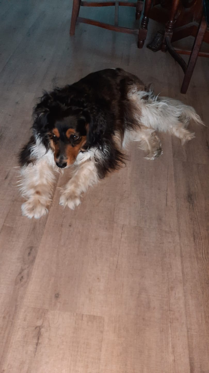 Customer photo review of Alimento hipoalergénico para perros | Circular Pet® proteína de insectos