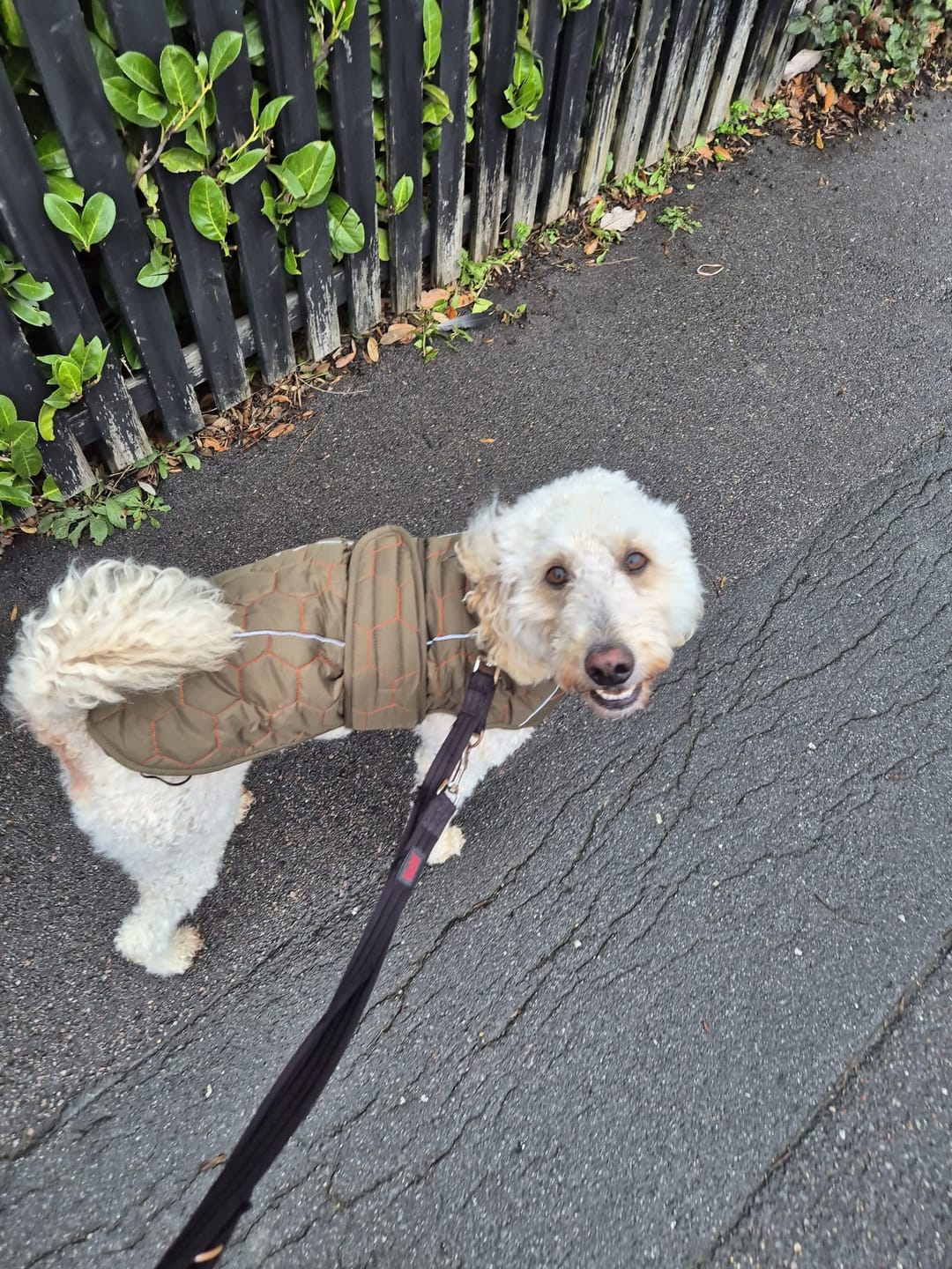 Customer photo review of Honey Comb Dog Coat