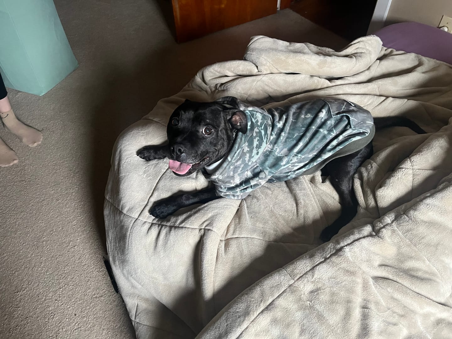 Customer photo review of Concrete Wood Dog Hoodie - Timber