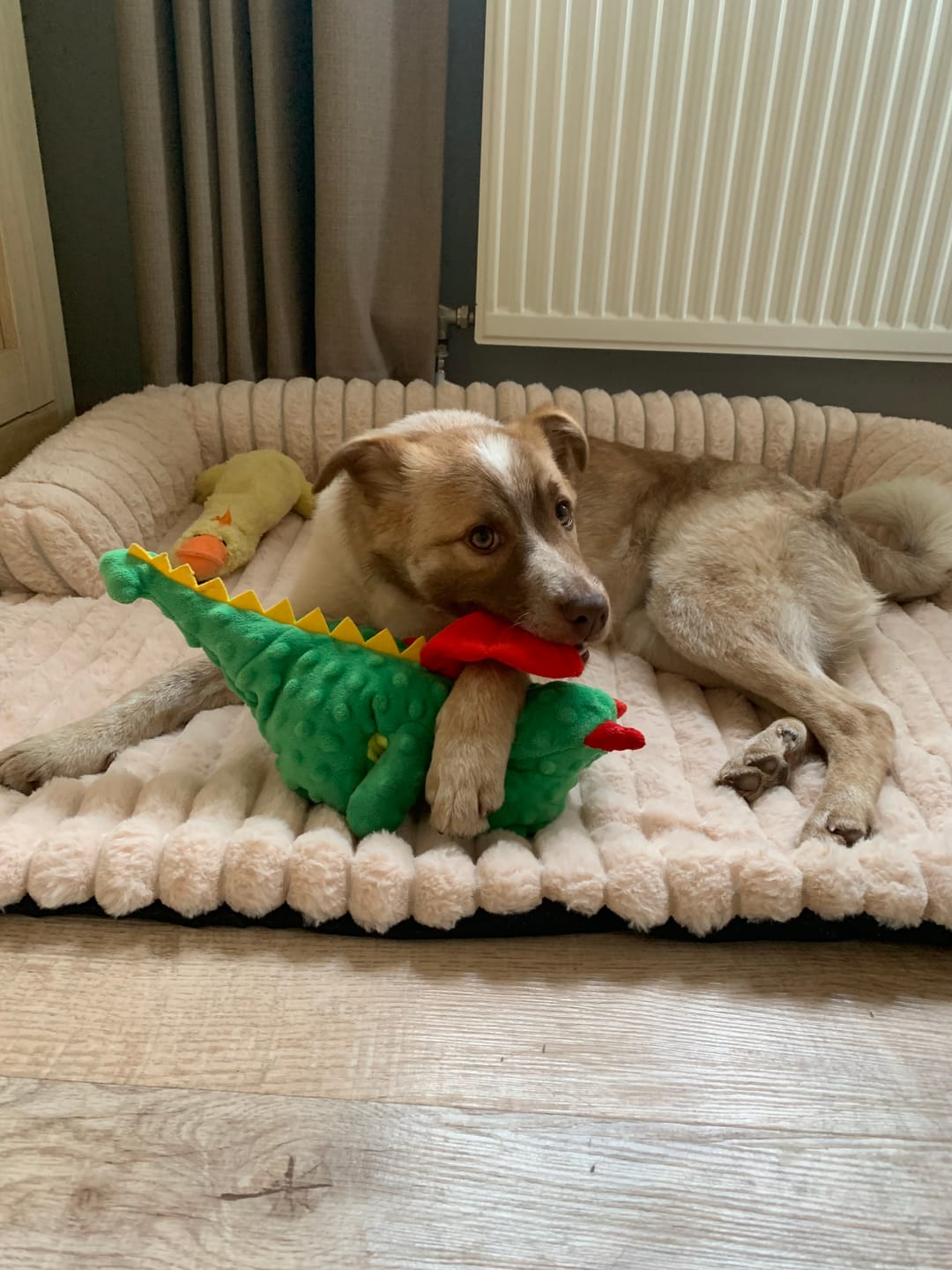 Customer photo review of Pet Perfect Luxe Hondendeken Bank - Bankbeschermer - Wasbaar
