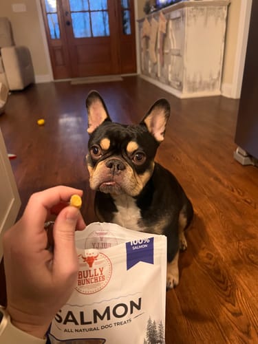 Reviewer holds a Freeze Dried Salmon treat in front of an attentive French bulldog, with the product bag also visible.