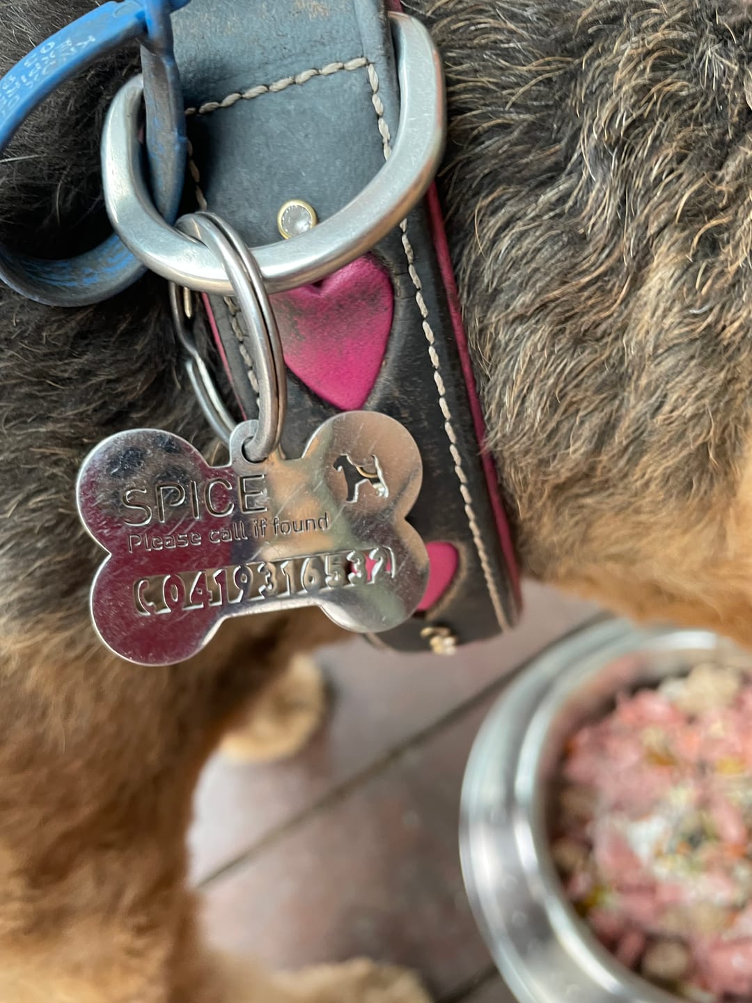 Customer photo review of Bone Dog Tag
