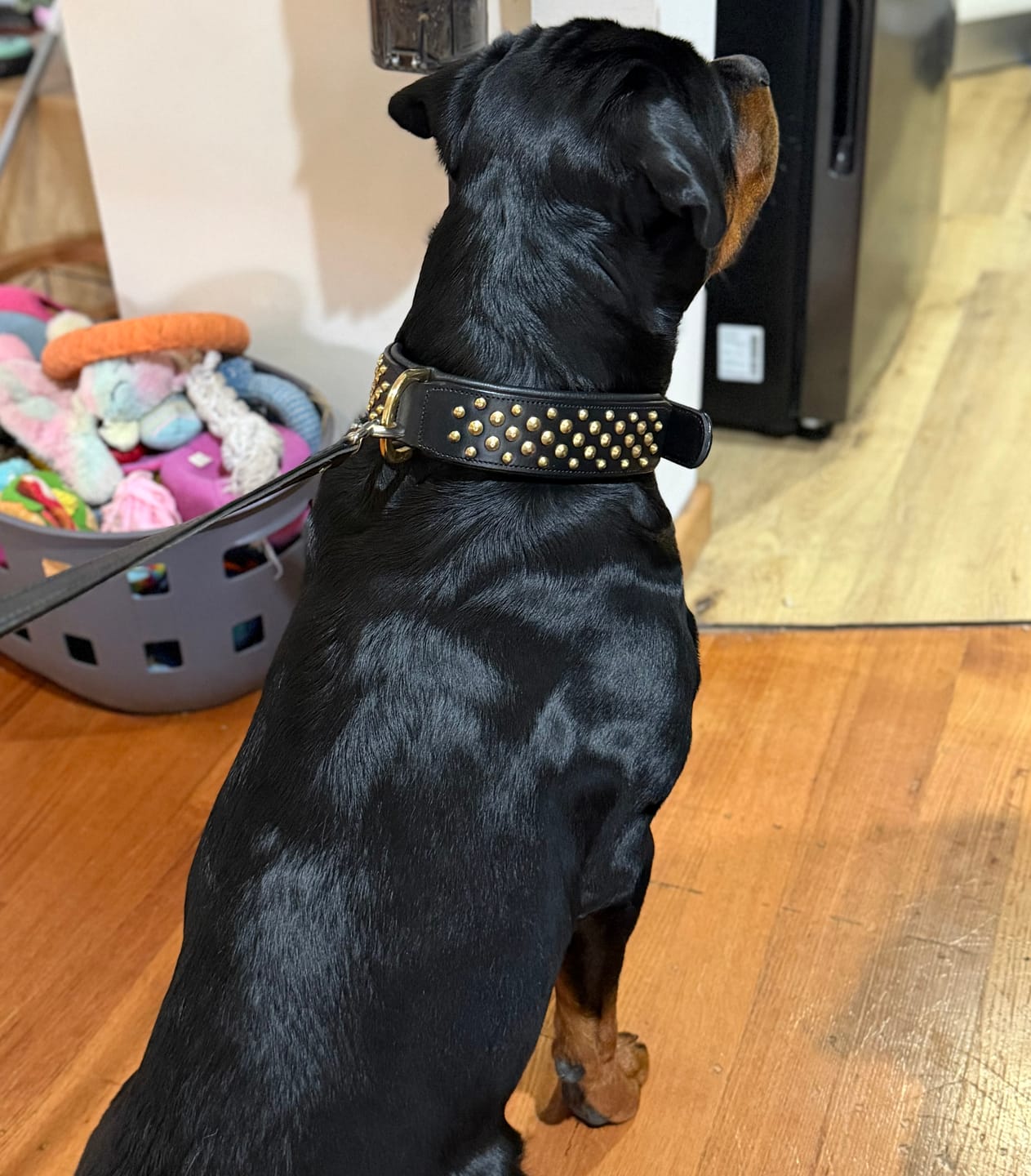 Customer photo review of Hand Made Leather Dog Collar - RuffNeck Black & Brass (Wide Fit)