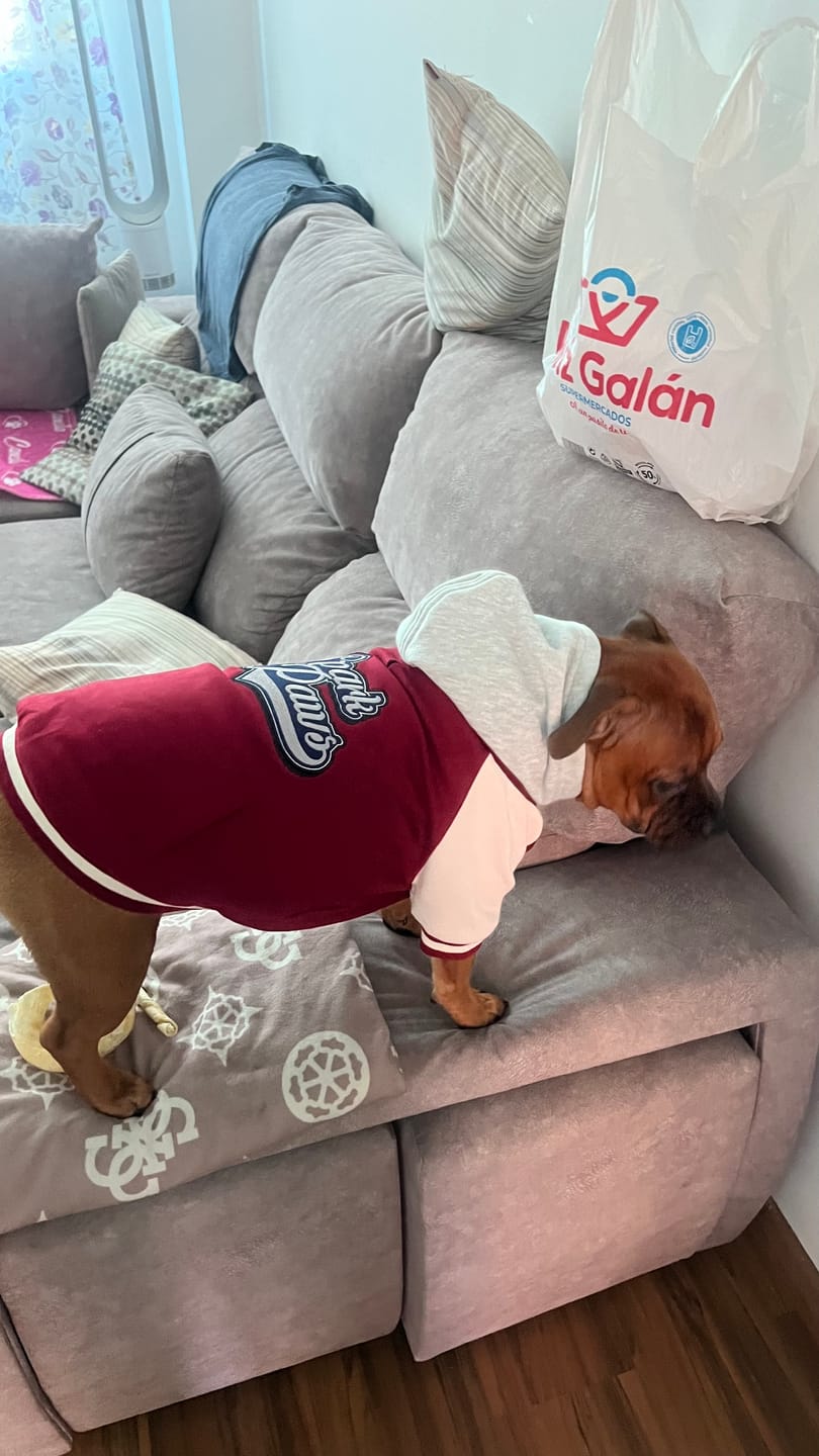 Customer photo review of Good Vibes Dog Hoodie - Purple