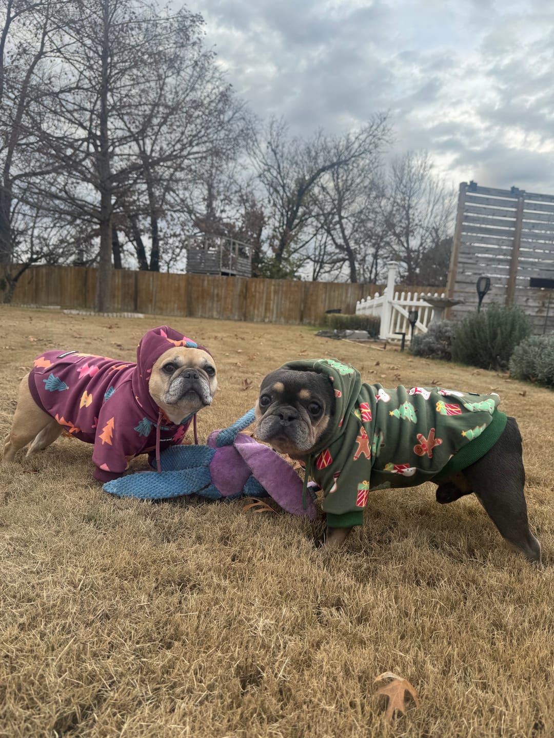 Customer photo review of Christmas Dog Hoodie - Candy Trees