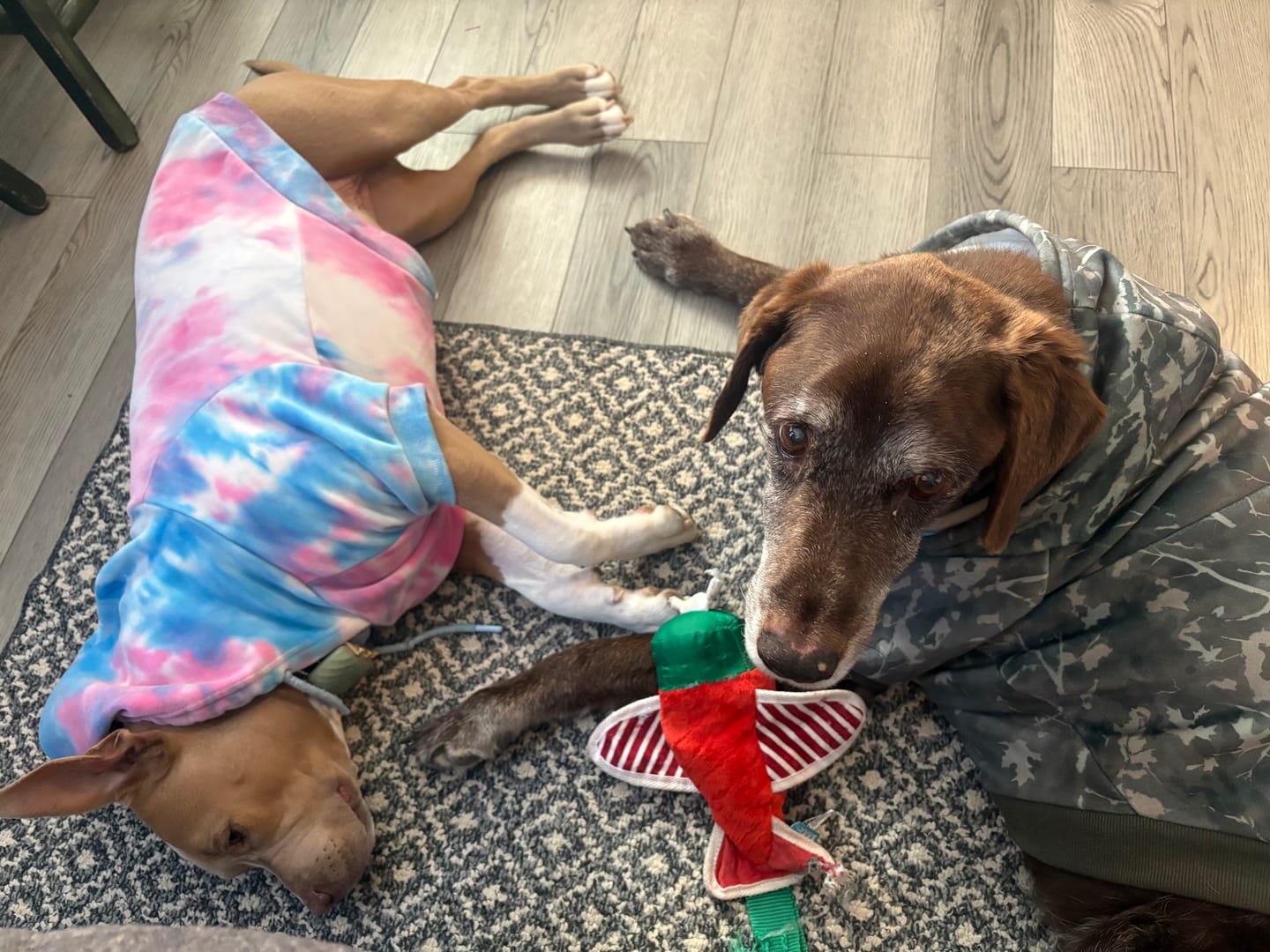 Customer photo review of Concrete Wood Dog Hoodie - Timber