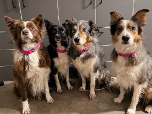 Customer photo review of Neoprene Half-Check Dog Collar with Name - M | 4Kyon