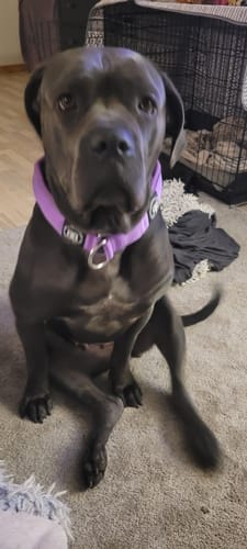Customer photo review of 5cm Slip on Collar | Foam Padded - Purple