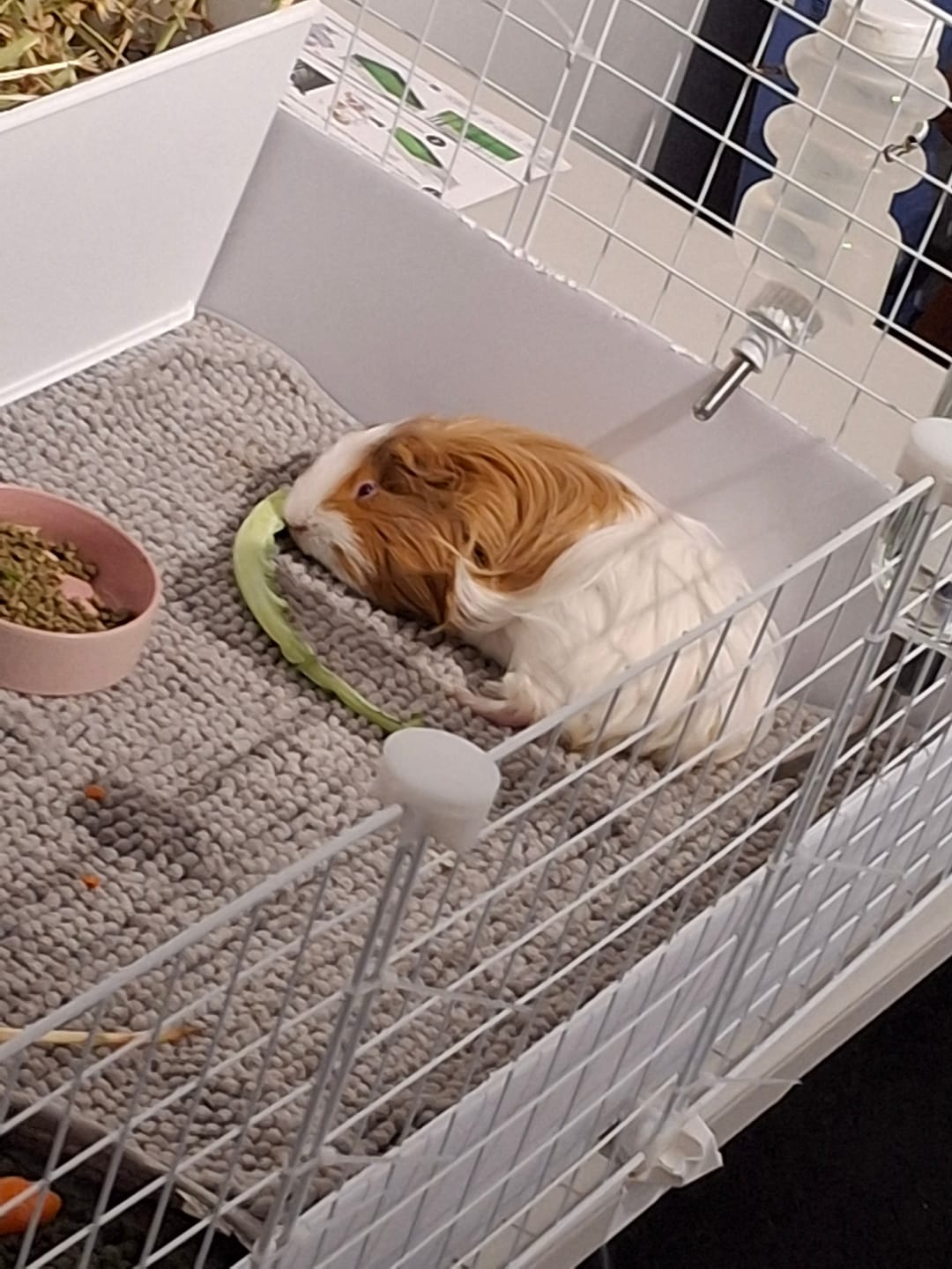 Customer photo review of Ozzy Cages 2x5 C&C Enclosure for Guinea Pigs
