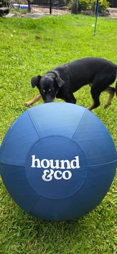 Customer photo review of Herding Ball