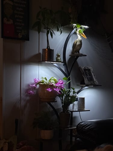 Customer photo review of 63" Indoor Plant Stand with Grow Lights