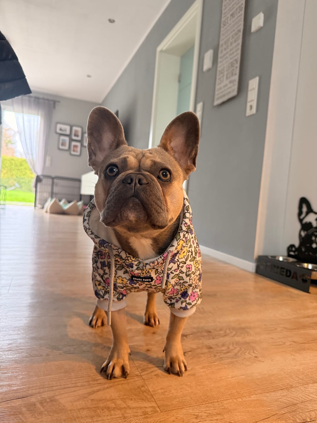 Customer photo review of Vintage Flower Dog Hoodie - Light Grey