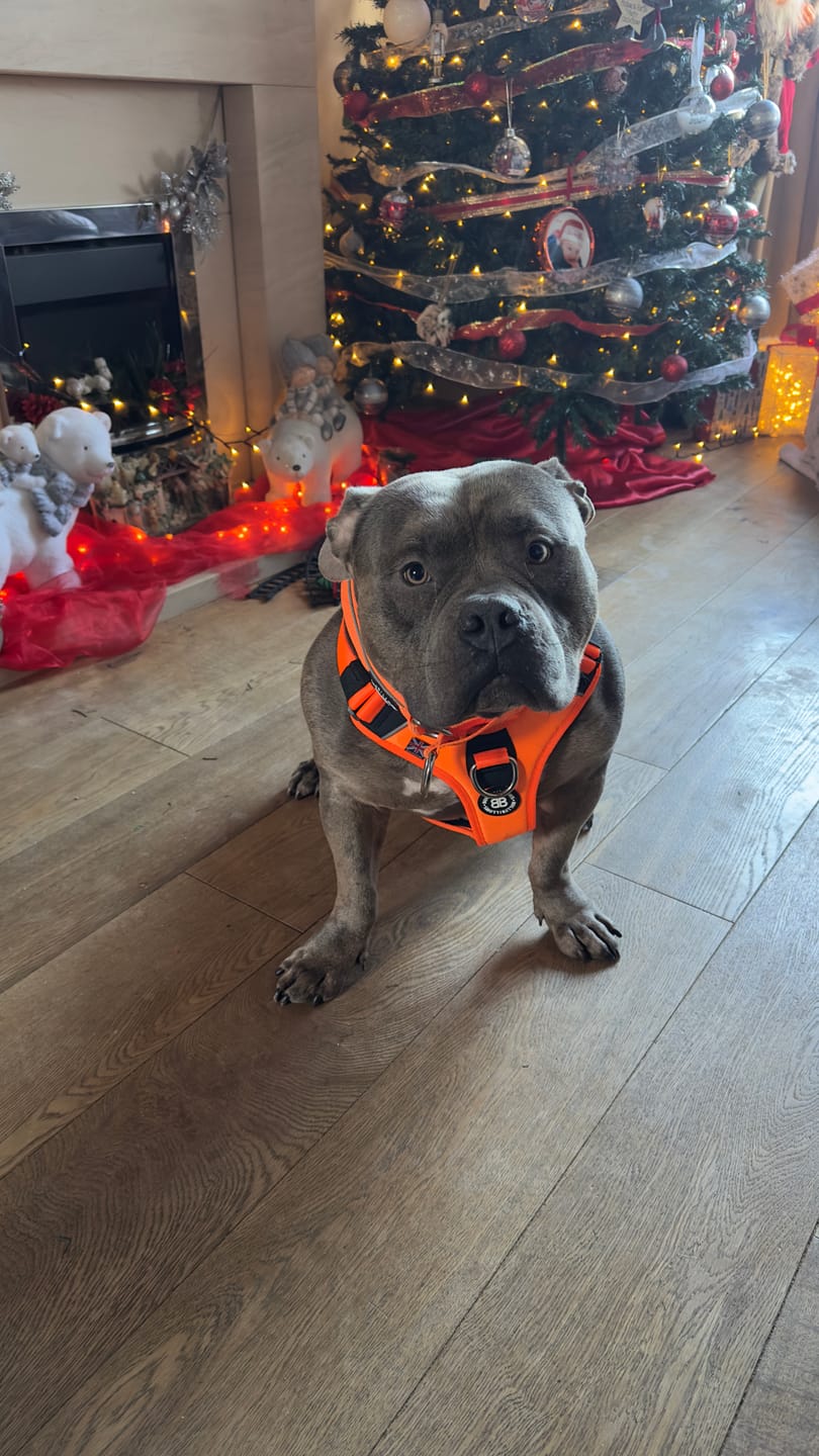 Customer photo review of 5cm Slip on Collar | Foam Padded - Orange