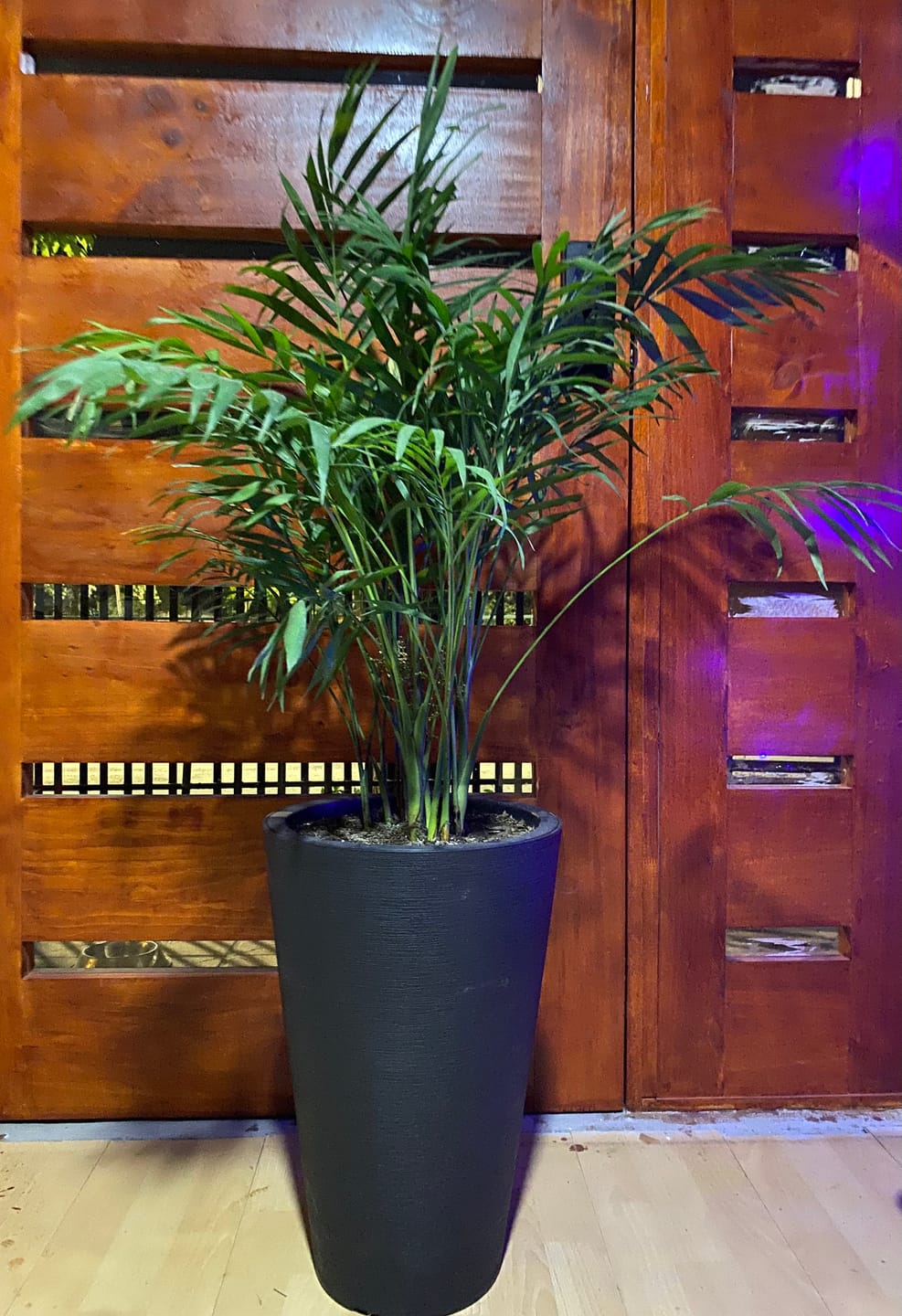 Customer photo review of Palmera Chamaedorea Elegans XL