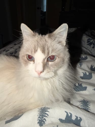 Customer photo review of Cat Cold, Sneezing & Respiratory Support Remedy