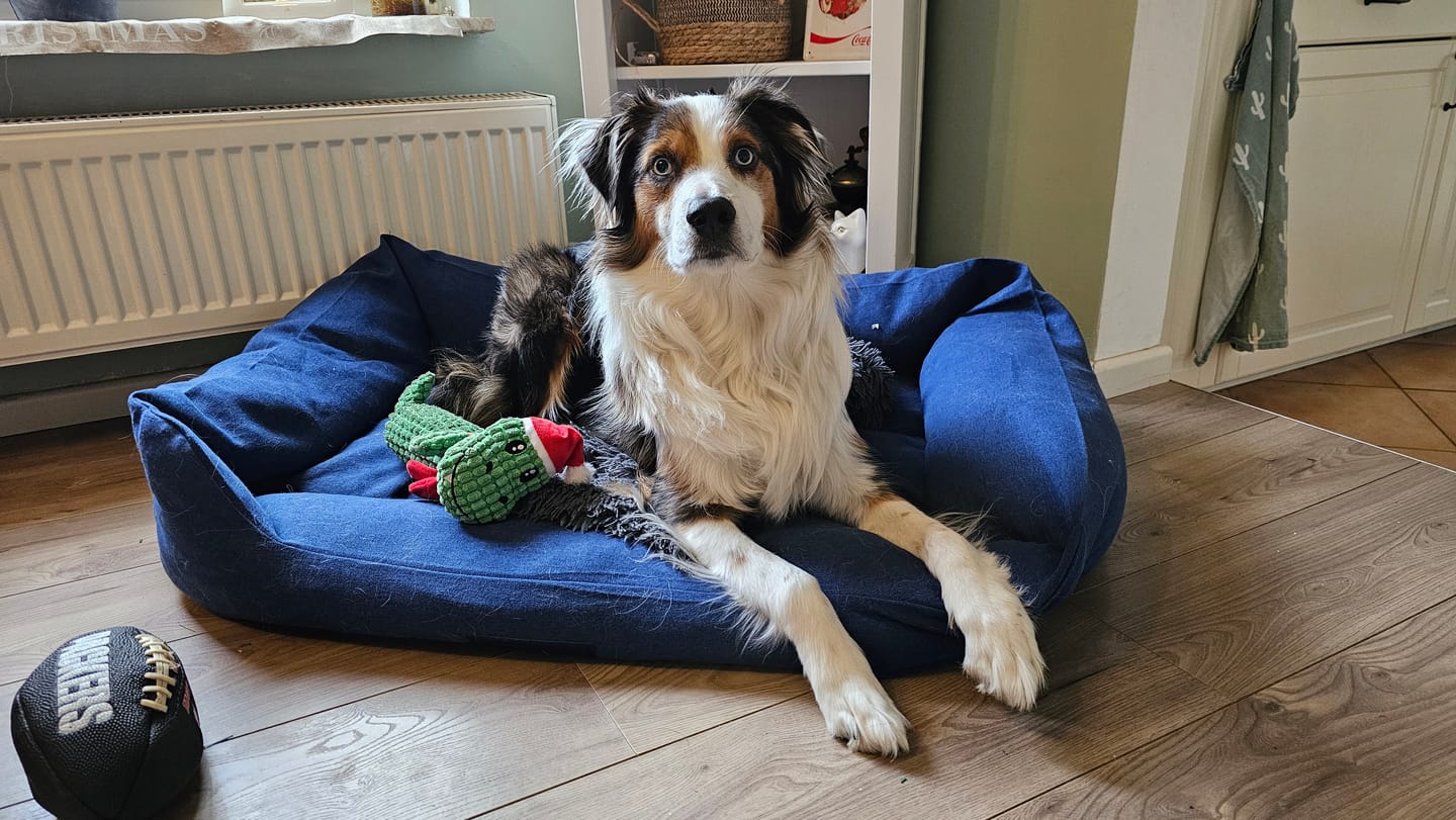 Customer photo review of Orthopädische Hunde Couch