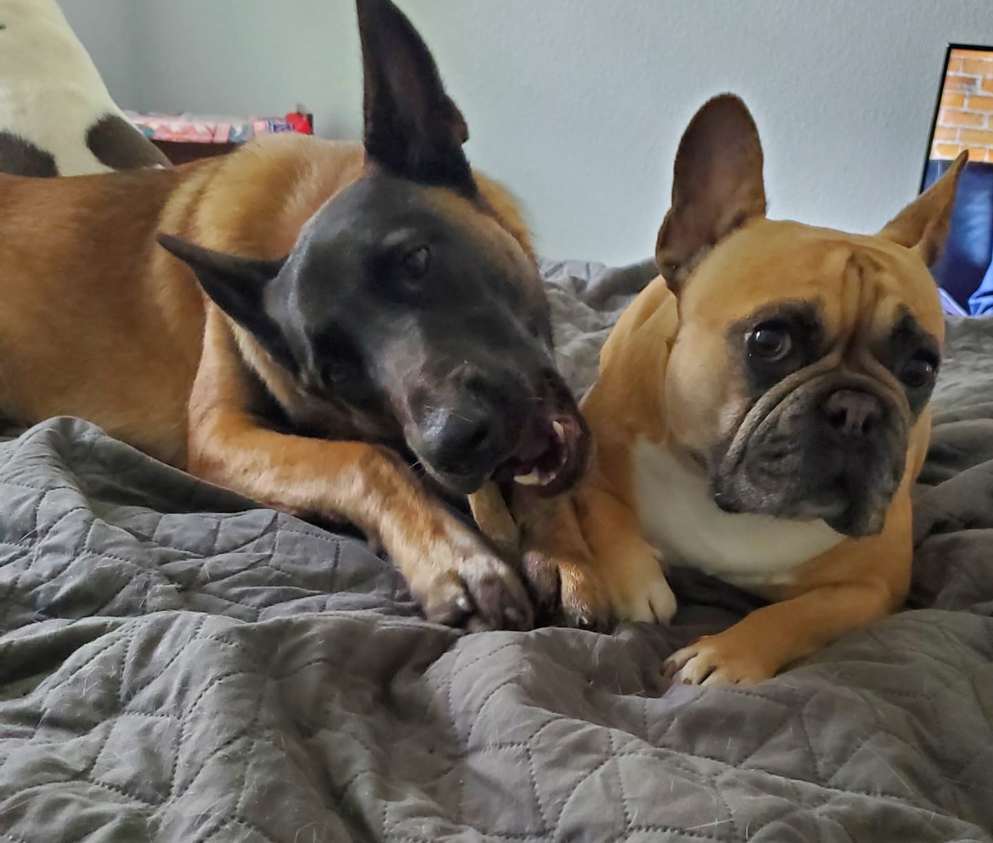 Customer photo review of Large Ostrich Cane (11.5" x 5"): The Ultimate Long-Lasting Chew for Medium, Large & XL Dogs