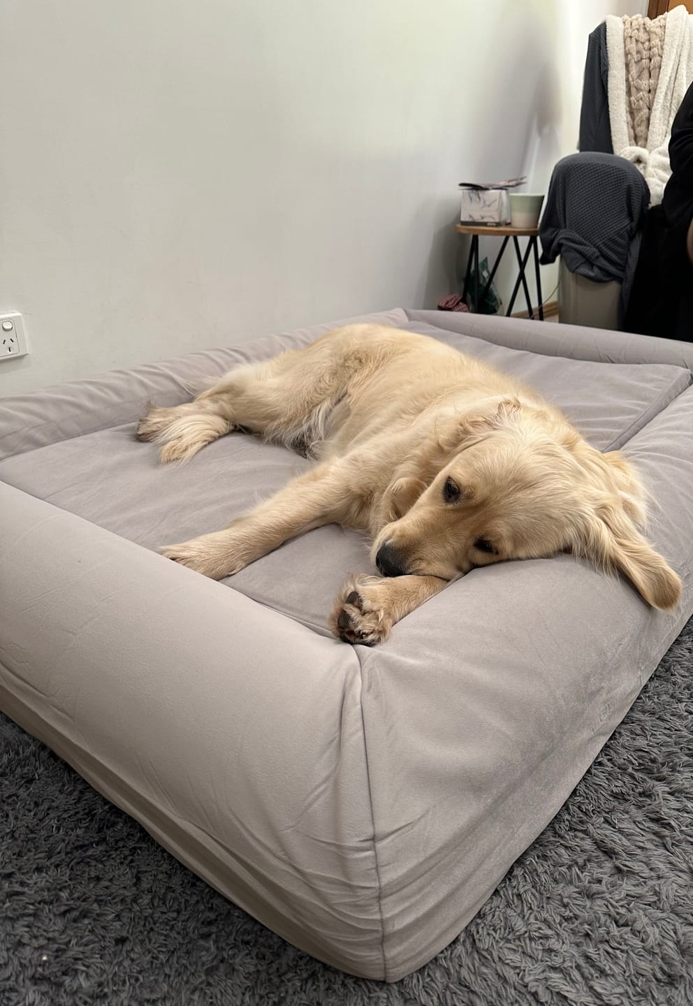 Customer photo review of Orthopaedic Memory Foam Dog Bed